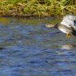 Canard chipeau mâle